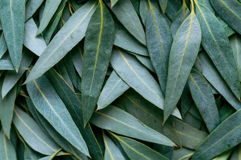 Dense overlapping eucalyptus leaves arranged in flat lay pattern