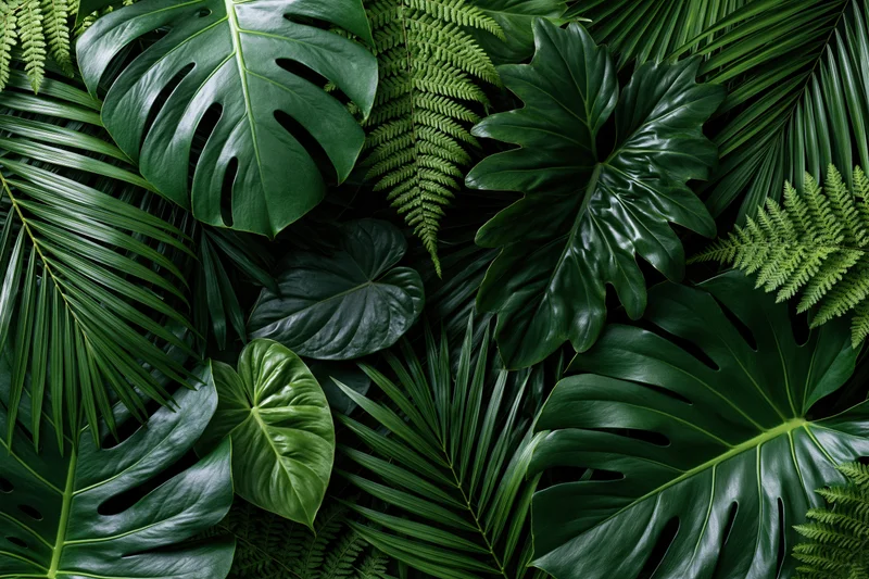 Overlapping tropical leaves including monstera and philodendron in a flat lay arrangement