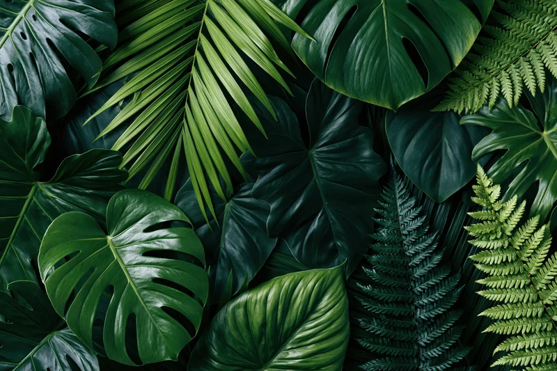 Overlapping tropical leaves including monstera and philodendron arranged in a flat lay composition