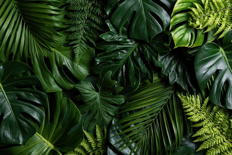 Overlapping tropical leaves including monstera and philodendron arranged in a flat lay composition