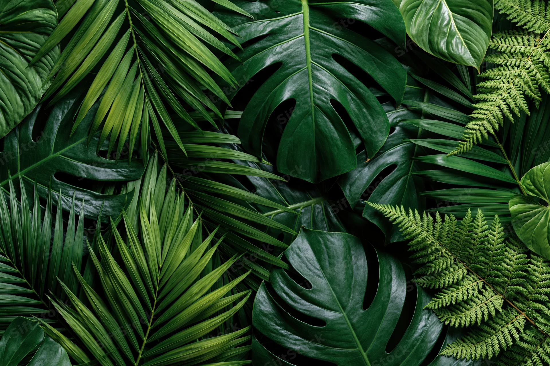 Overlapping tropical leaves including monstera and fern arranged in a flat lay composition