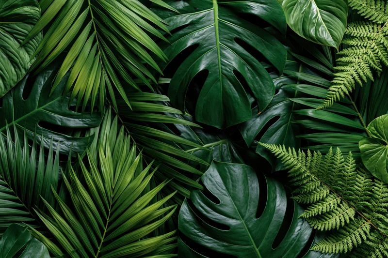 Overlapping tropical leaves including monstera and fern arranged in a flat lay composition