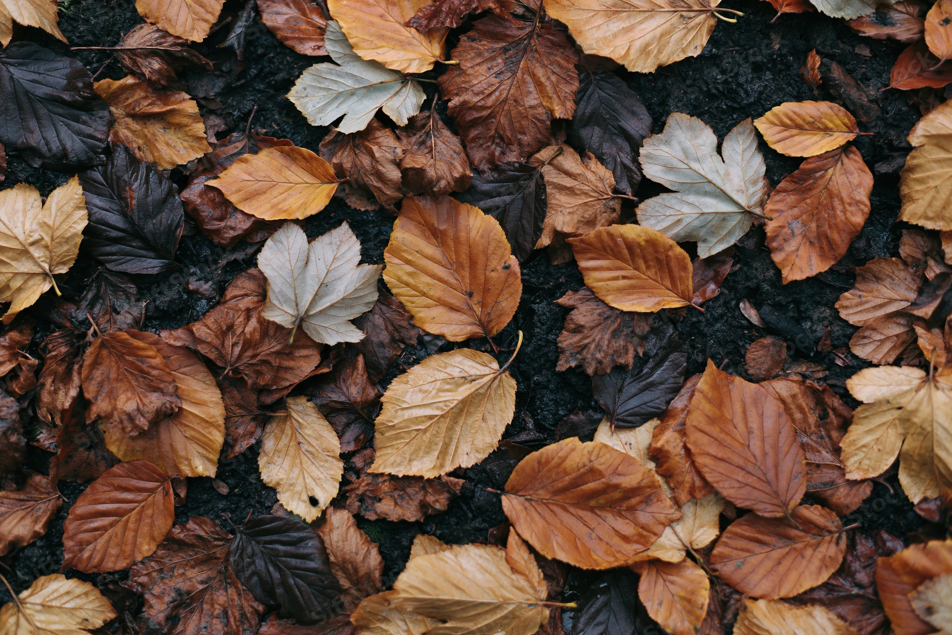 Fallen autumn leaves covering forest floor in dense layer