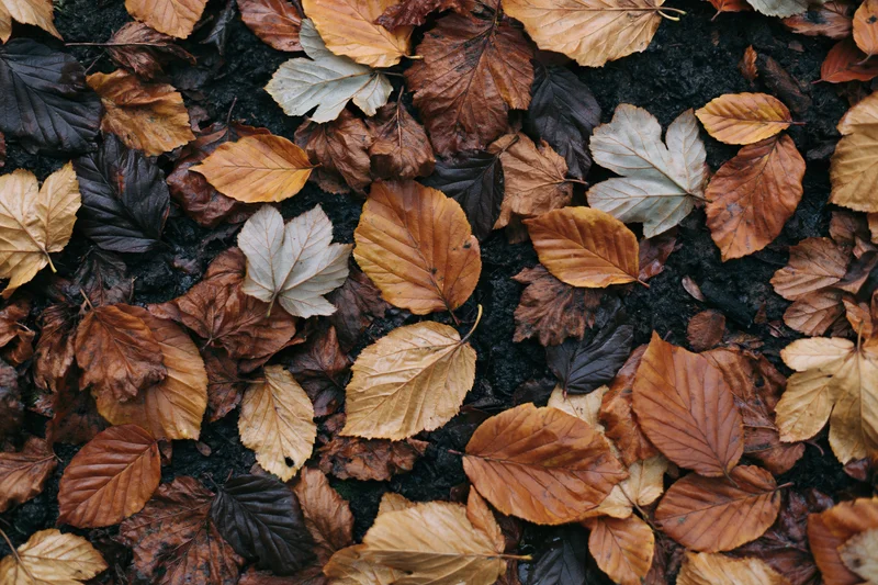 Fallen autumn leaves covering forest floor in dense layer