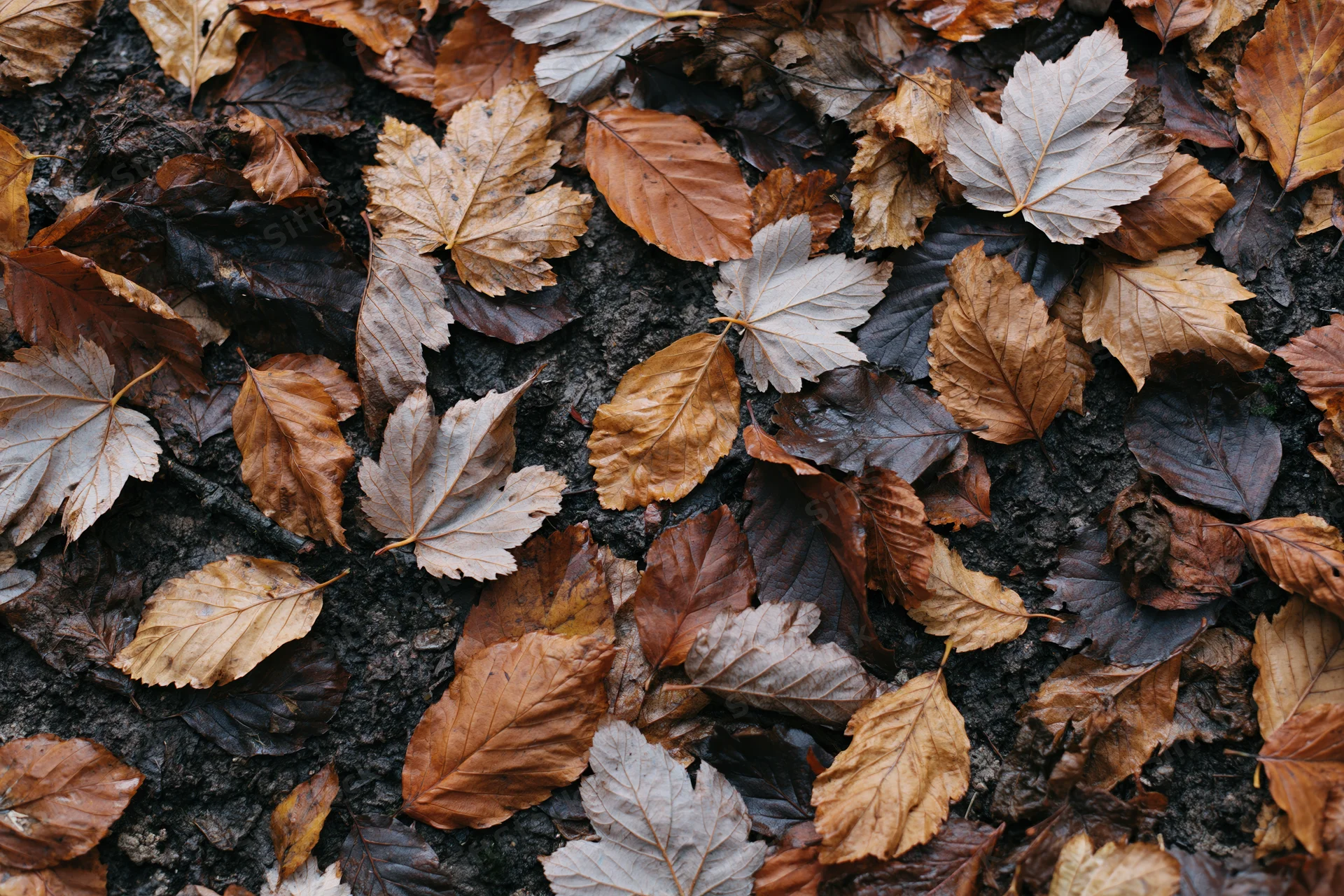 Fallen autumn leaves covering forest ground in dense layer