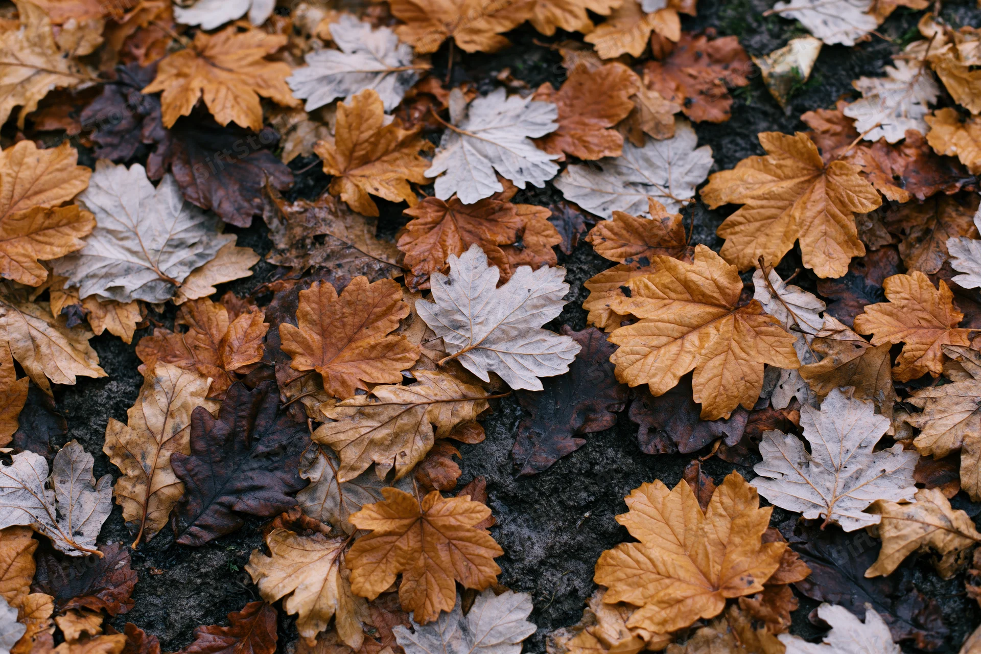 Fallen autumn leaves covering forest ground in dense layer