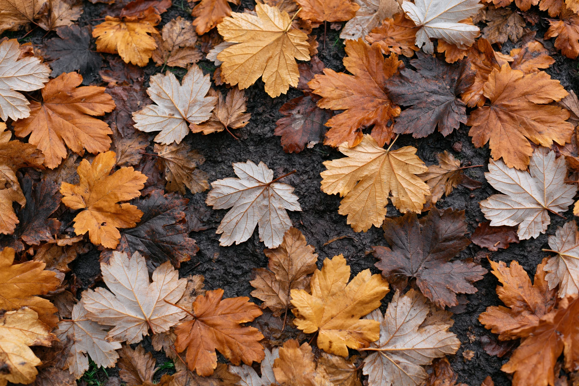Fallen autumn leaves covering forest floor in dense layer