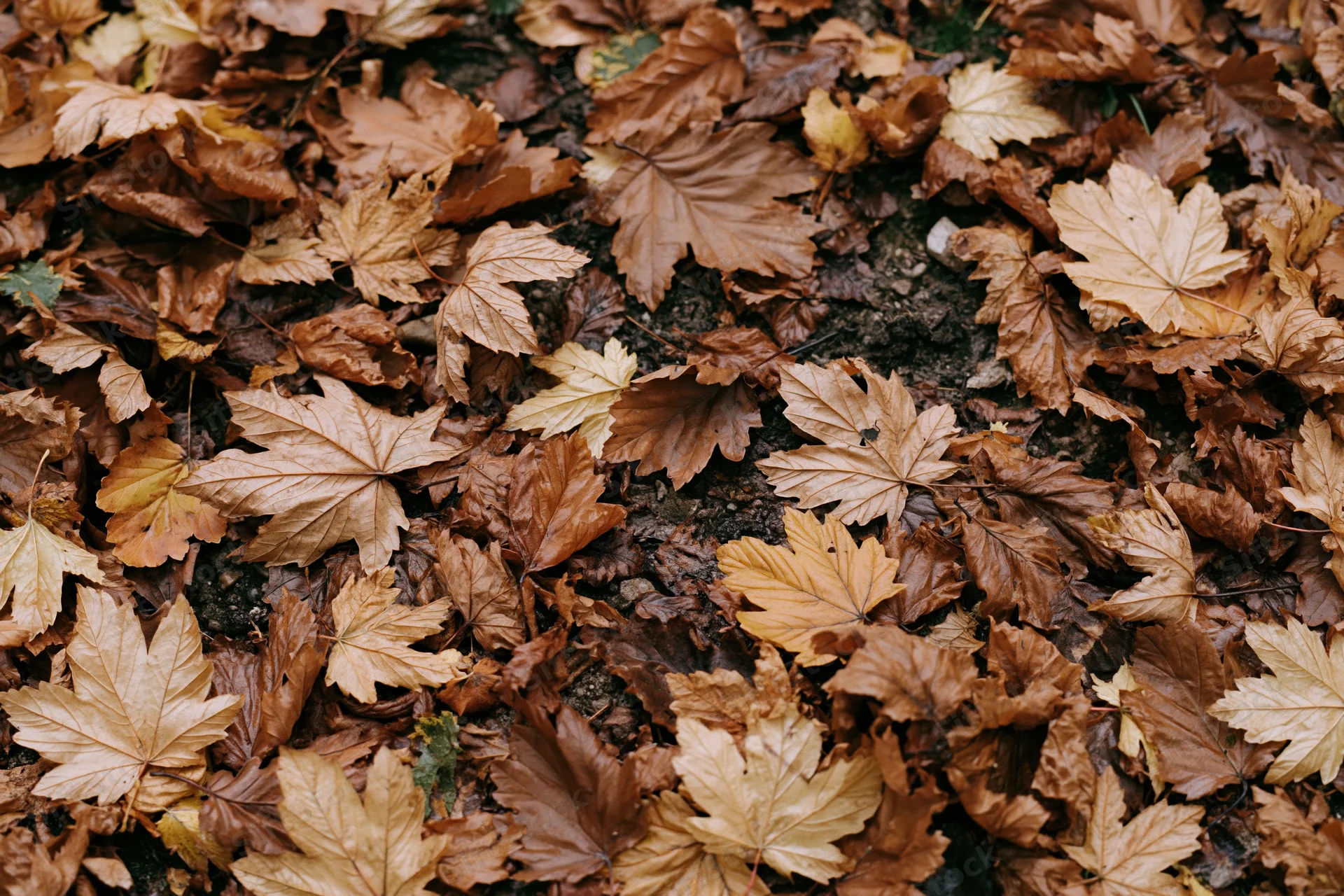 Fallen autumn leaves covering forest floor in dense layer