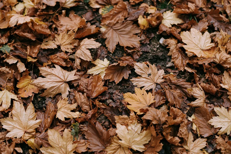 Fallen autumn leaves covering forest floor in dense layer