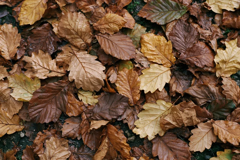 Fallen autumn leaves densely covering forest floor in top-down view