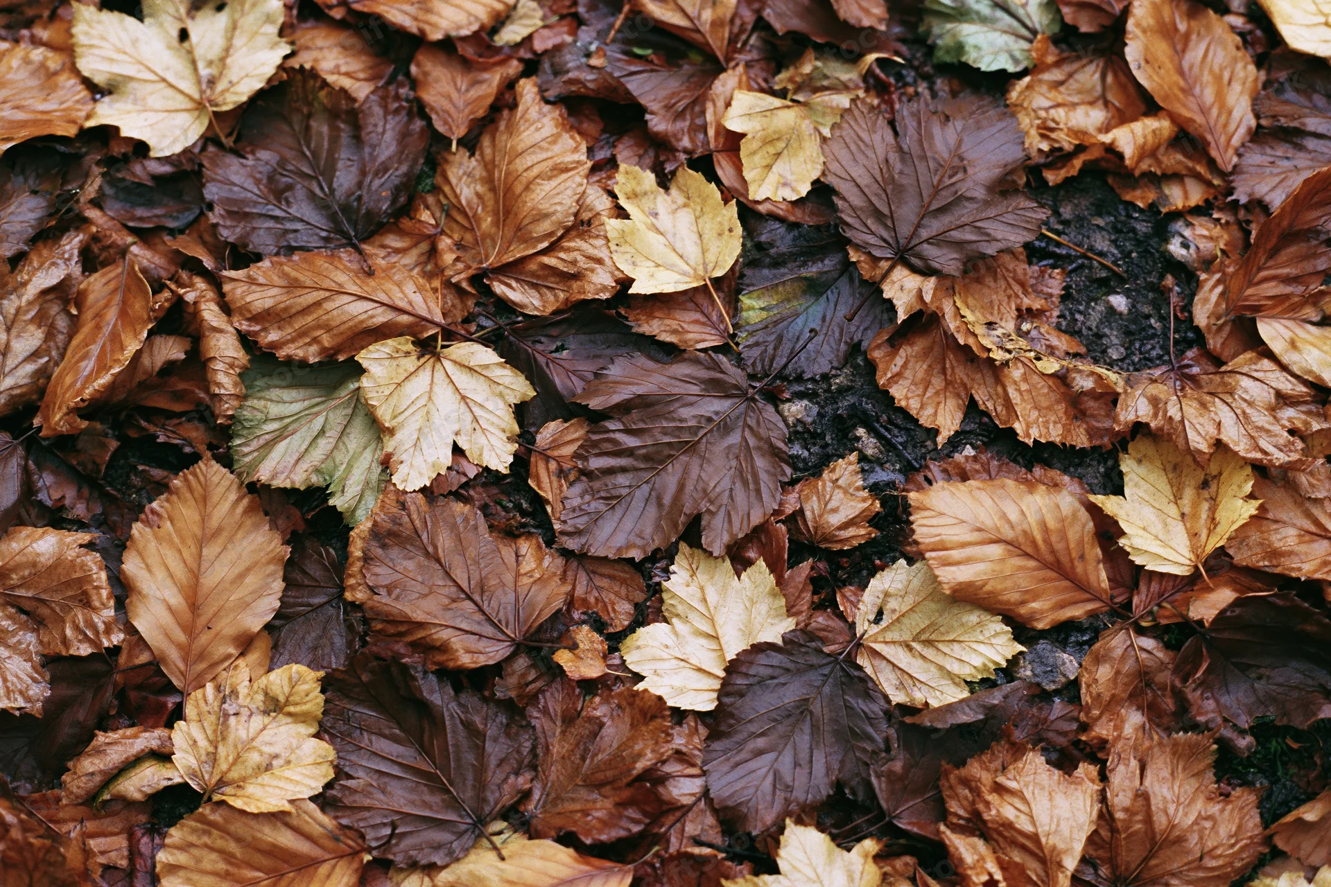 Top-down view of forest floor densely covered in fallen autumn leaves