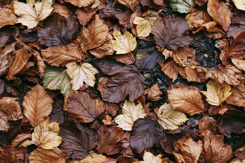 Top-down view of forest floor densely covered in fallen autumn leaves