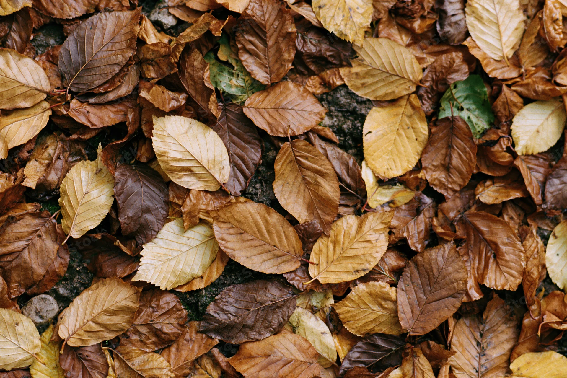 Top-down view of forest floor densely covered in fallen autumn leaves