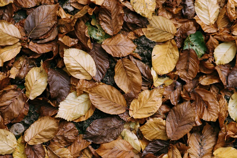 Top-down view of forest floor densely covered in fallen autumn leaves