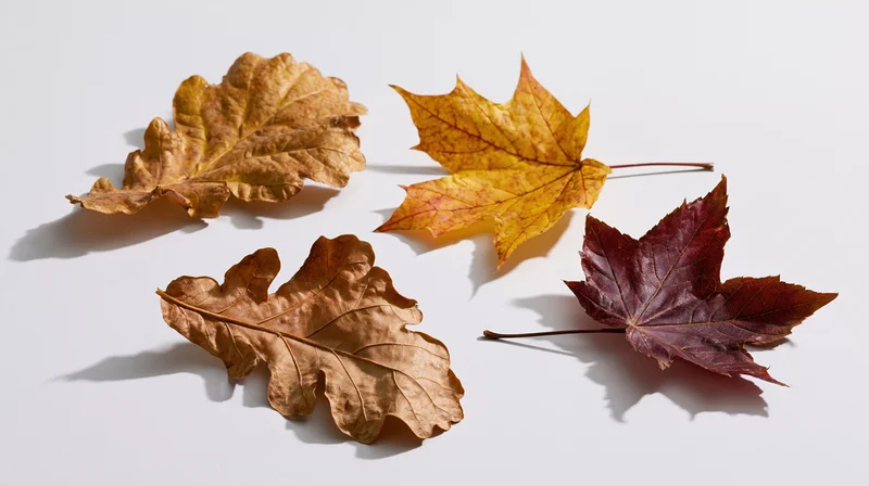 Four dried autumn leaves arranged on a white surface