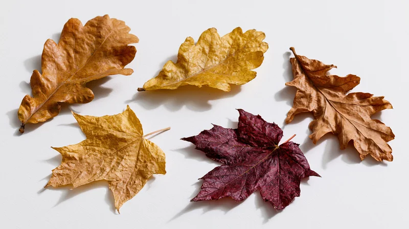 Dried autumn leaves arranged on a white surface