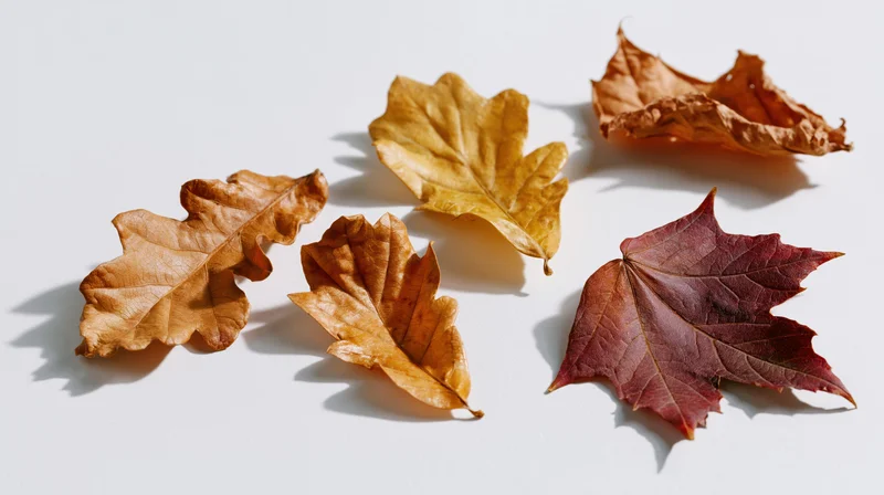 Dried autumn leaves arranged loosely on a white surface