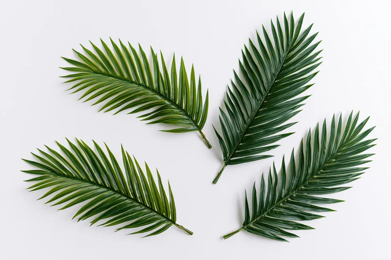 Four palm fronds arranged flat on a white background