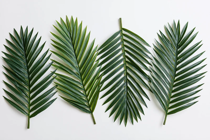 Four palm fronds arranged flat on a white background