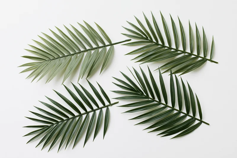 Four palm fronds arranged flat on a white background
