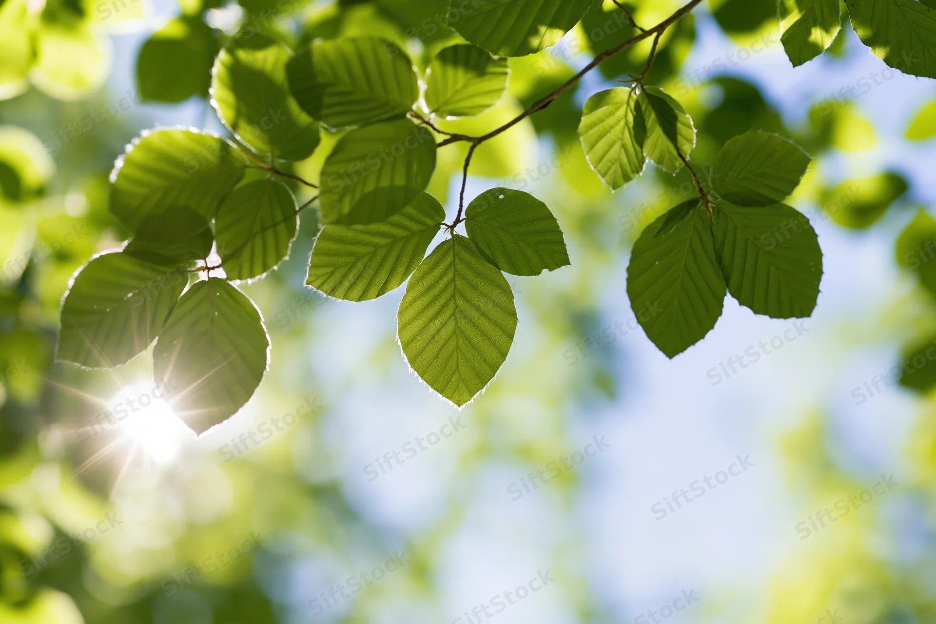 Fresh green beech leaves on a thin branch against a bright blue sky with sunlight filtering through