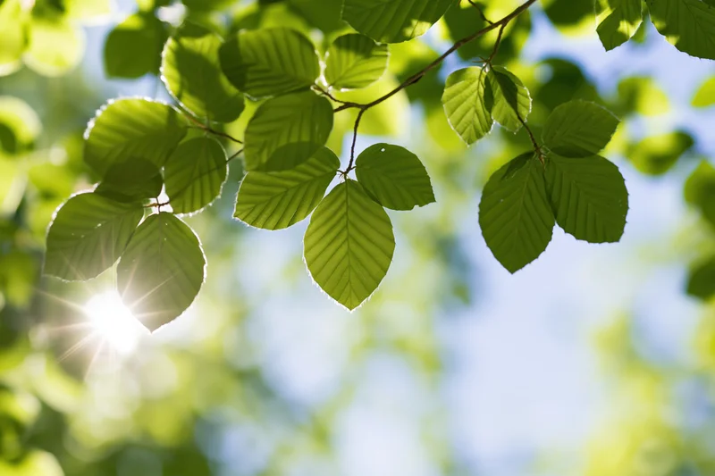 Fresh green beech leaves on a thin branch against a bright blue sky with sunlight filtering through