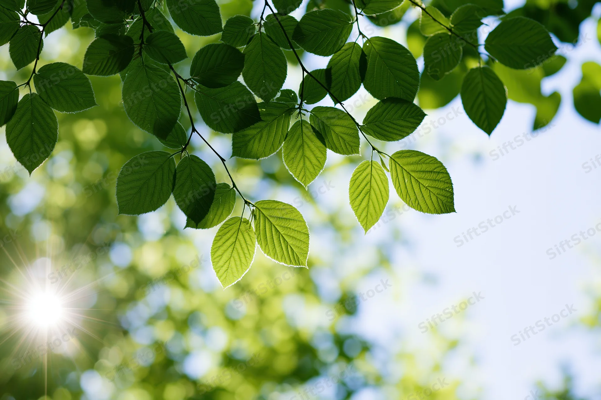 Fresh green beech leaves on a thin branch against bright sunlight and blue sky