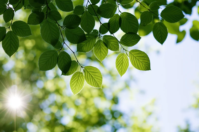 Fresh beech leaves on a thin branch filling the upper foreground