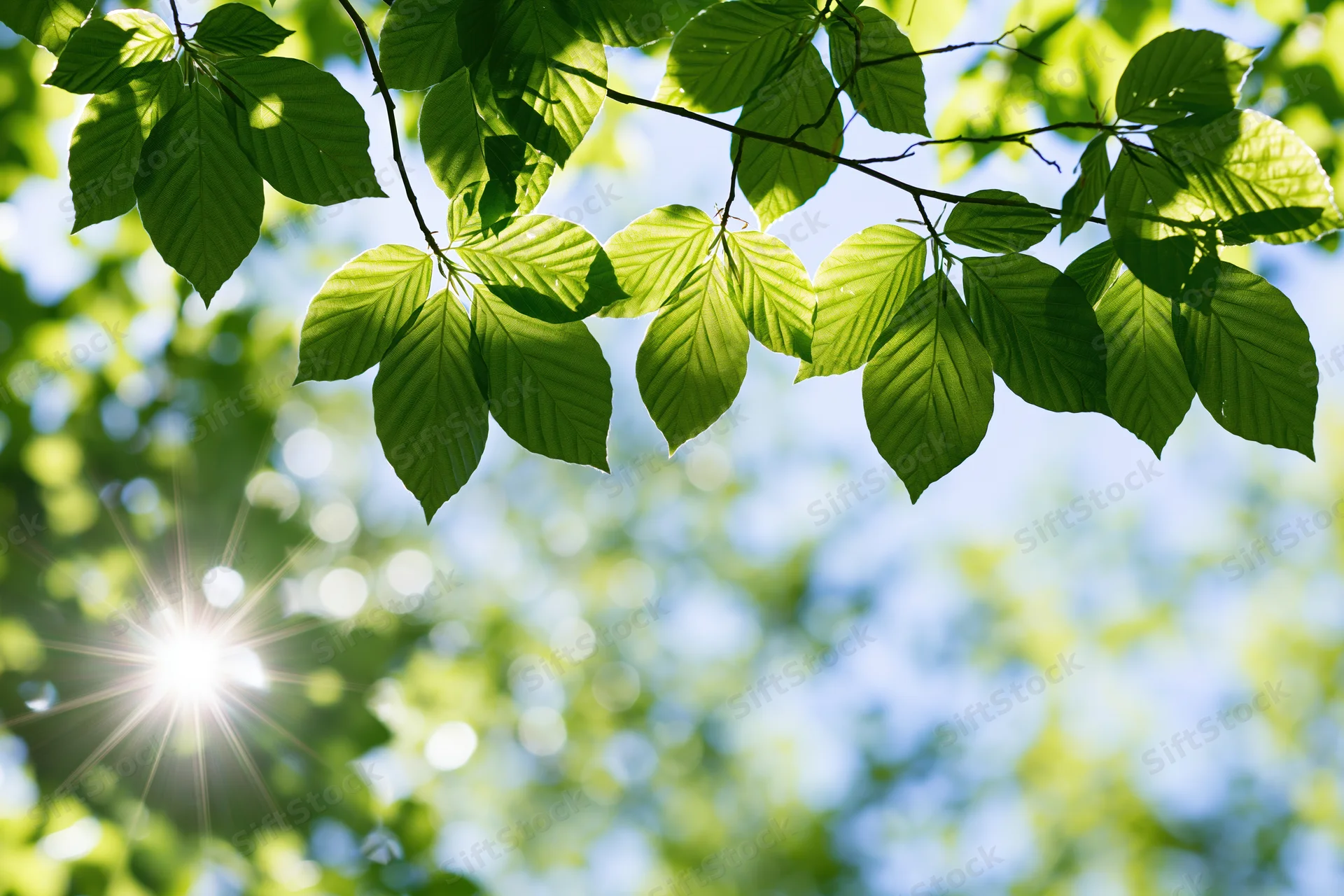 Fresh green beech leaves on a thin branch against bright sunlight and blue sky