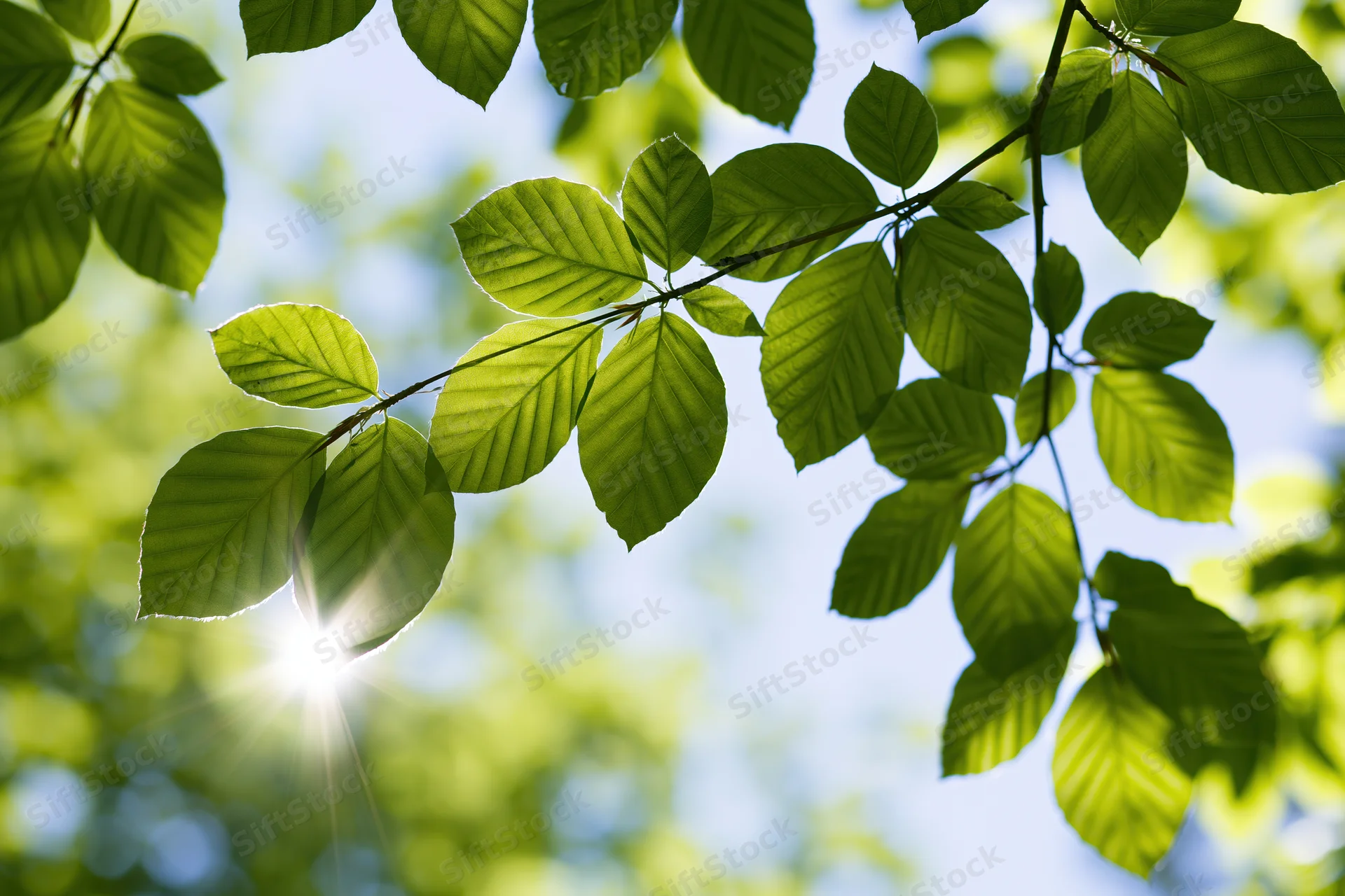 Beech leaves on a thin branch backlit by sunlight against a blue sky