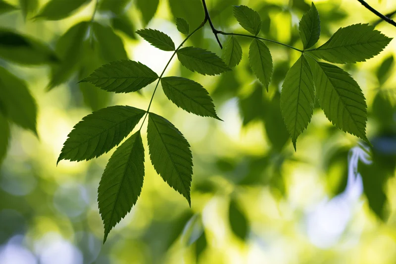 Close-up of fresh green compound leaves on thin branches in sunlight