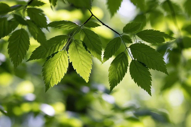 Close-up of fresh green compound leaves on thin branches in natural sunlight