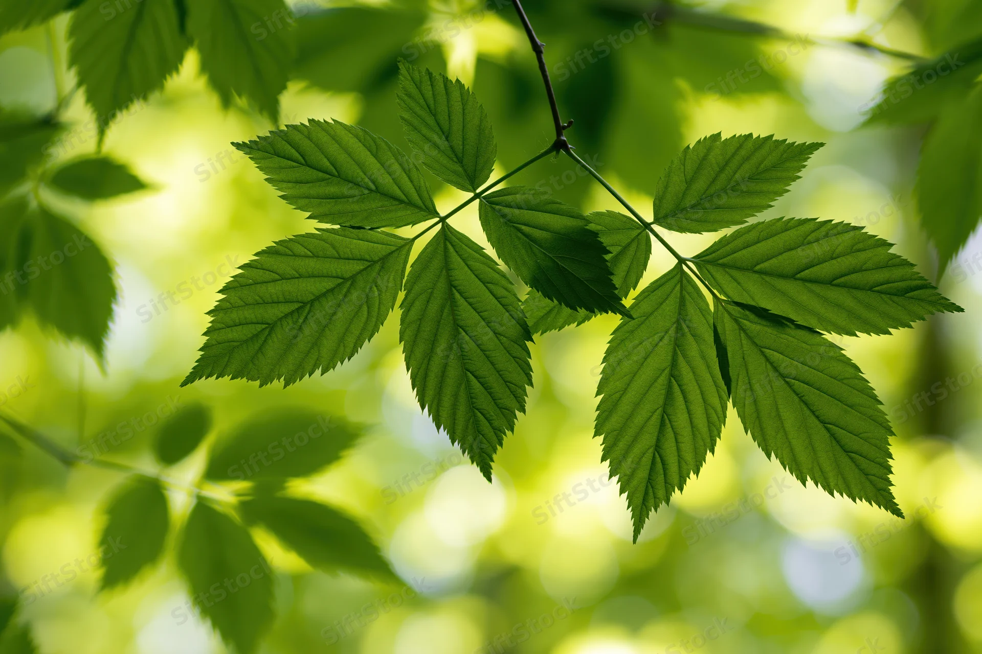 Close-up of fresh green compound leaves on thin branches in sunlight