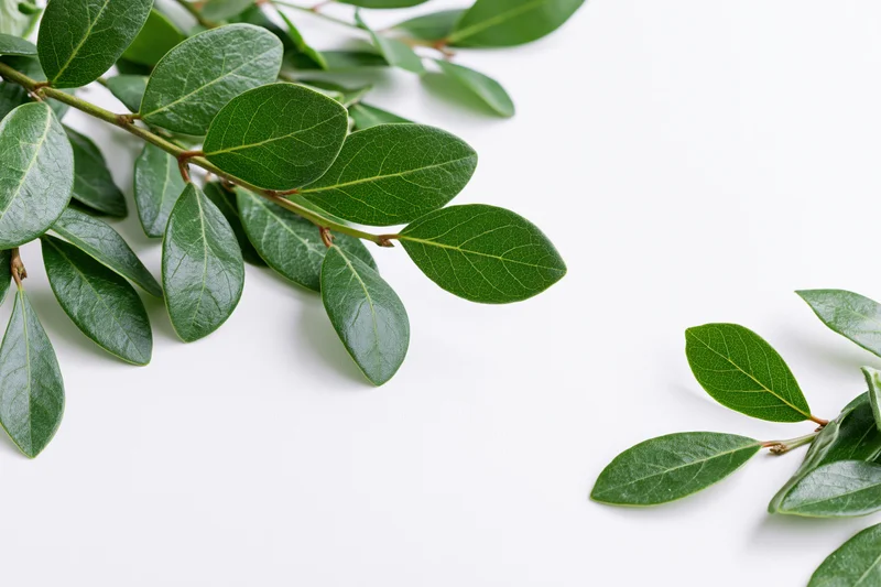 Green leafy branch arching across white surface with copyspace