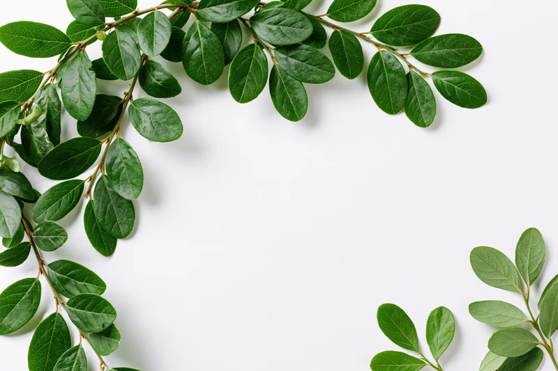 Green leafy branch arranged in upper left corner on white background with copyspace