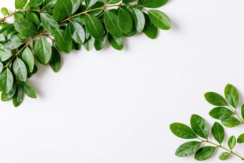 Green leafy branches arranged in upper left and lower right corners on white surface