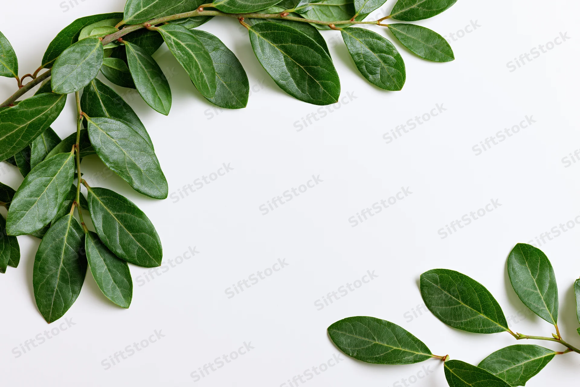 Green leafy branch arranged in upper left corner on white background with copyspace