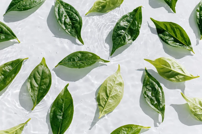 Green leaves floating on shallow clear water surface