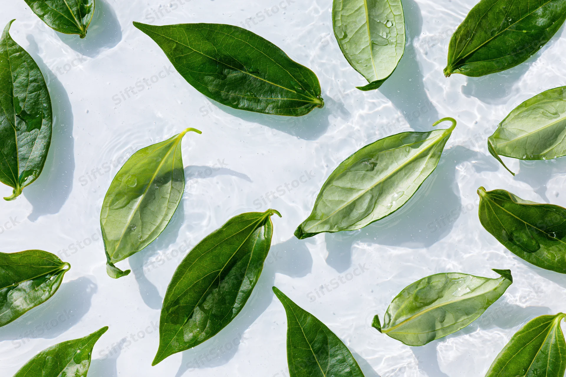 Green leaves floating on shallow clear water surface