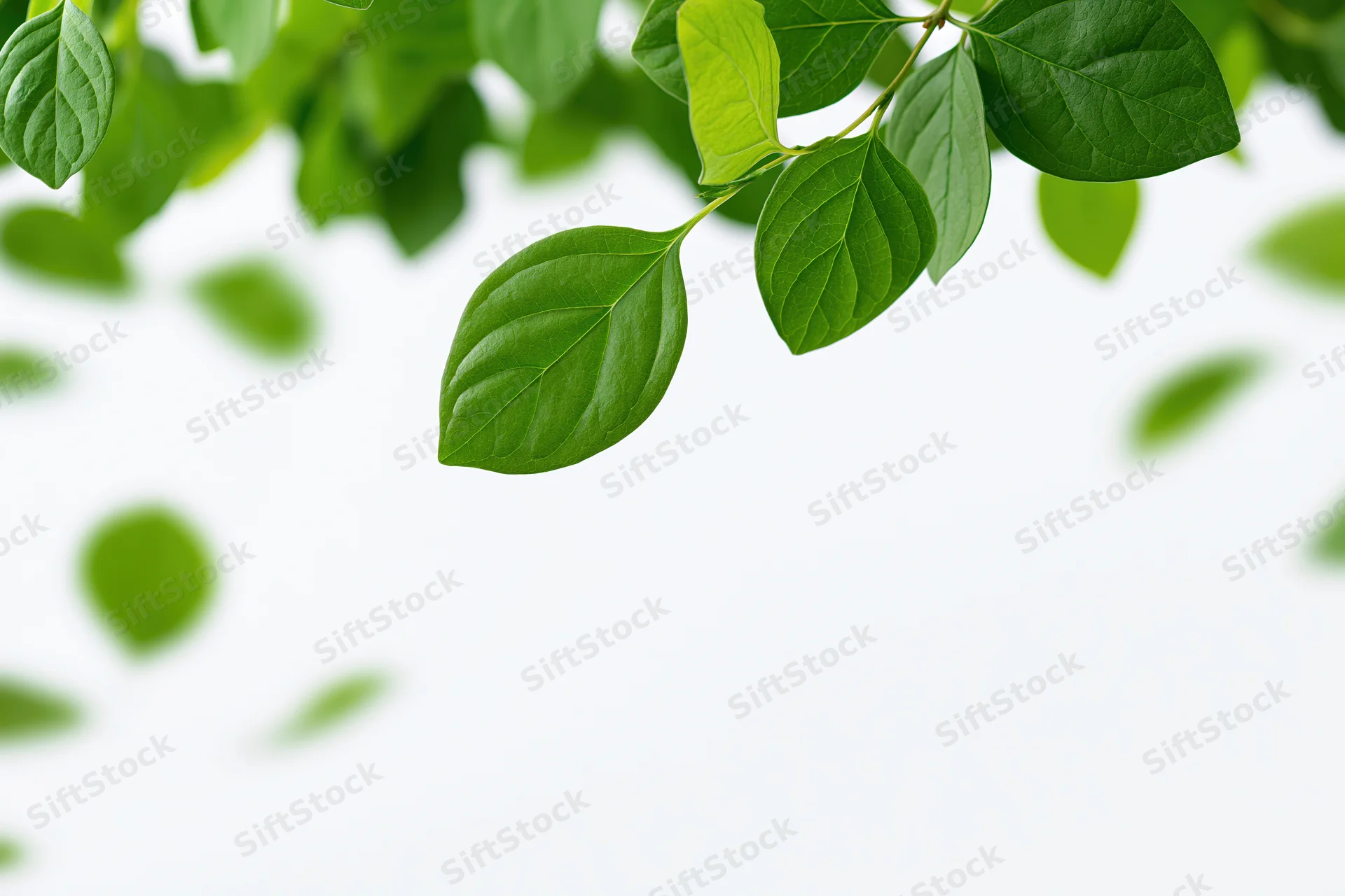 Green leaves floating across the top of the frame against a white background with copyspace below