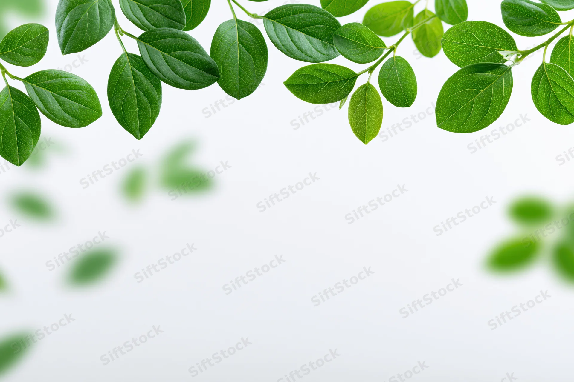 Green leaves arranged across the top of a white background with copyspace below