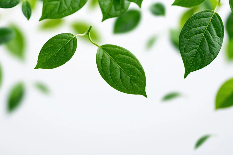 Green leaves floating and scattered across the upper part of a white background