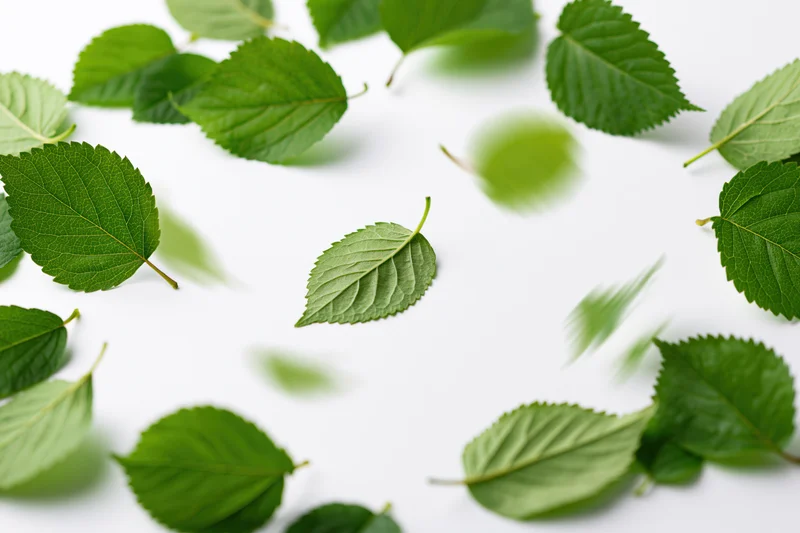 Green leaves scattered on white surface with some in motion