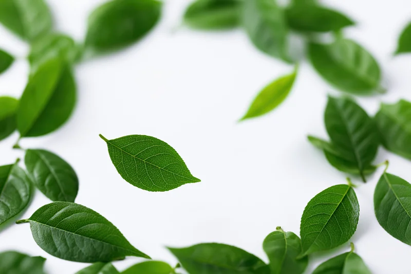 Green leaves scattered on white surface with central copyspace
