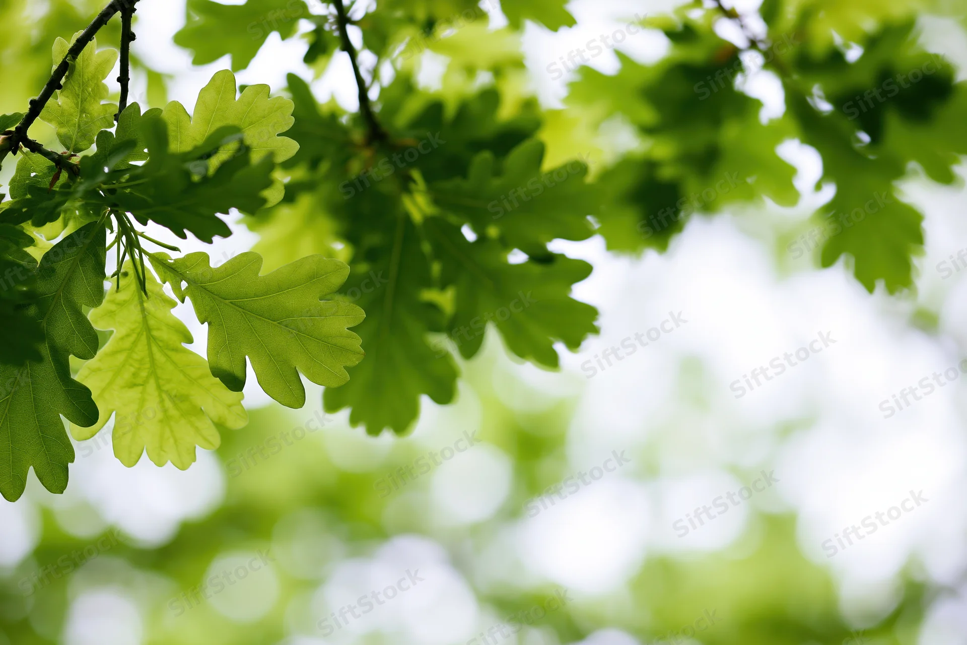 Fresh green oak leaves on a low branch viewed from below against a bright sky