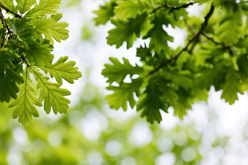 Fresh green oak leaves on a low branch viewed from below against a bright sky