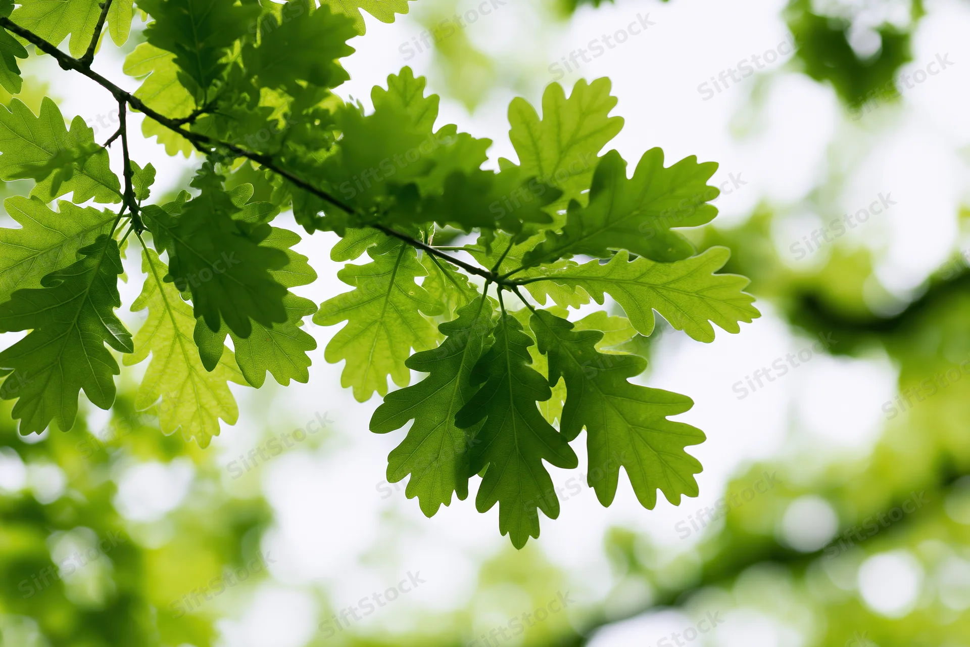 Fresh green oak leaves on a low branch viewed from below against bright sky