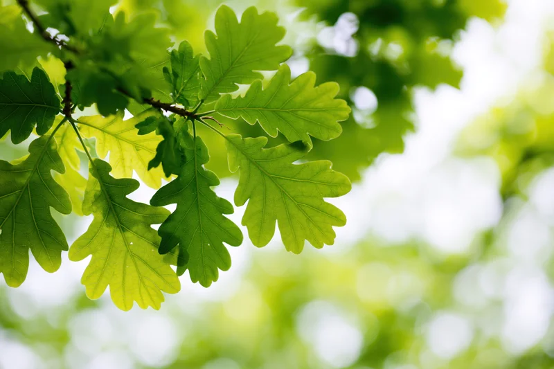 Fresh green oak leaves on a low branch viewed from below against a bright sky