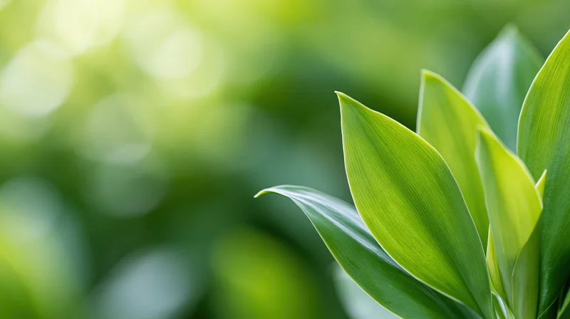 Closeup of fresh green plant leaves on the right side with blurred natural background