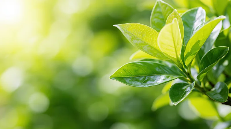Fresh green leaves clustered on the right side of the frame with soft sunlight and blurred green background